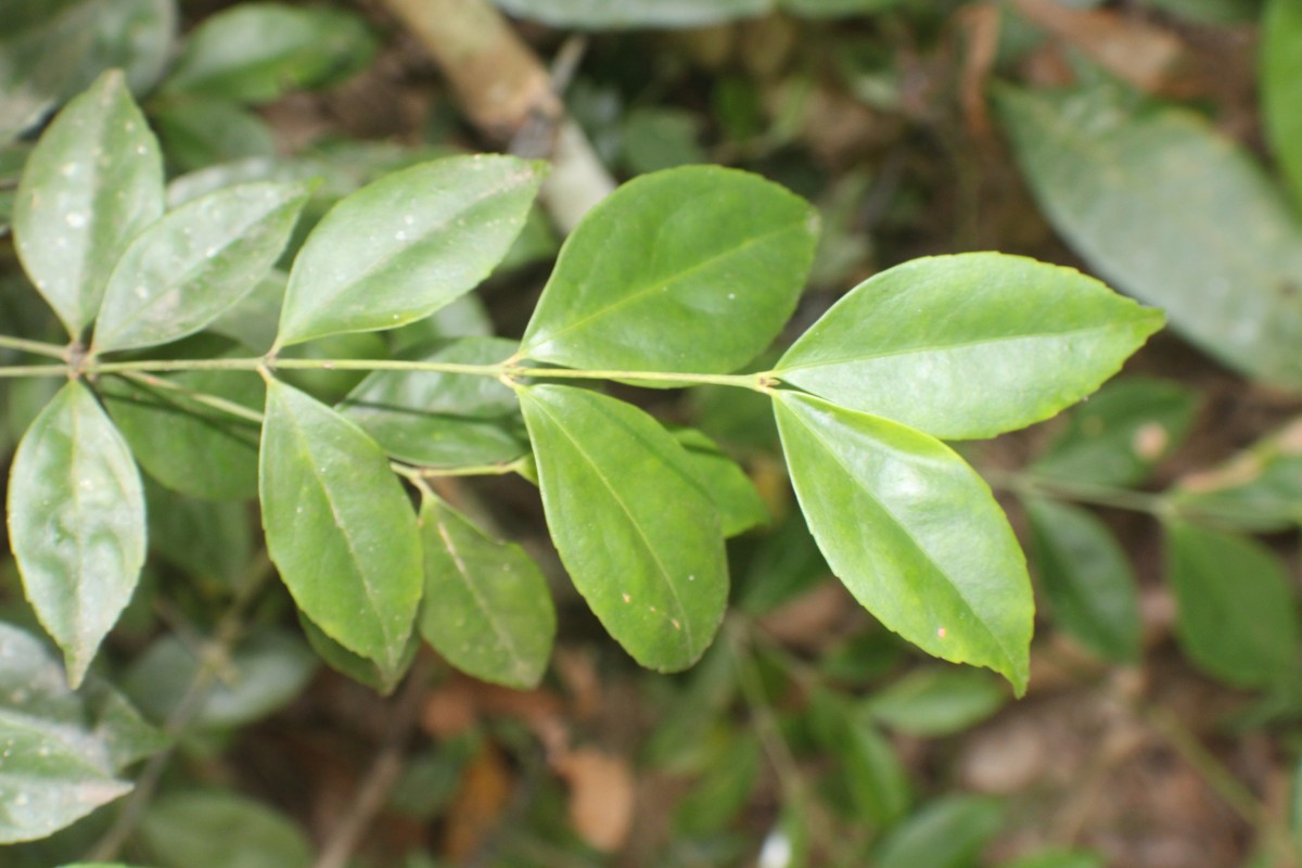 Euonymus walkeri Wight